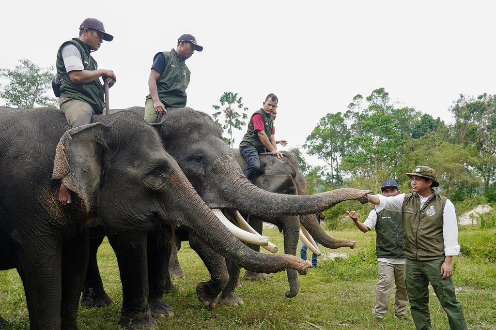 Menhut Turun Tangan, Koridor Gajah Sumatra di Riau Segera Tersambung Kembali
