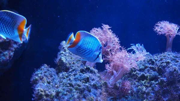 5 Zona Akuarium Keren di SEA LIFE Bangkok Ocean World yang Wajib Kamu Jelajahi!