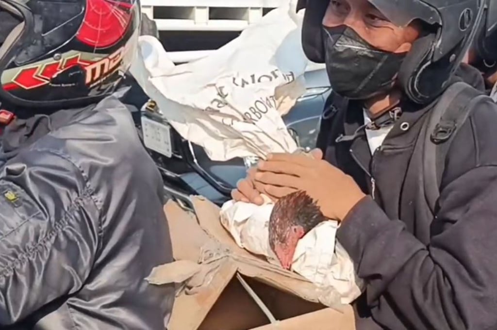 Unik! Pemudik Motor Bawa 8 Ayam Jago ke Brebes, Takut Hilang Ditinggal
