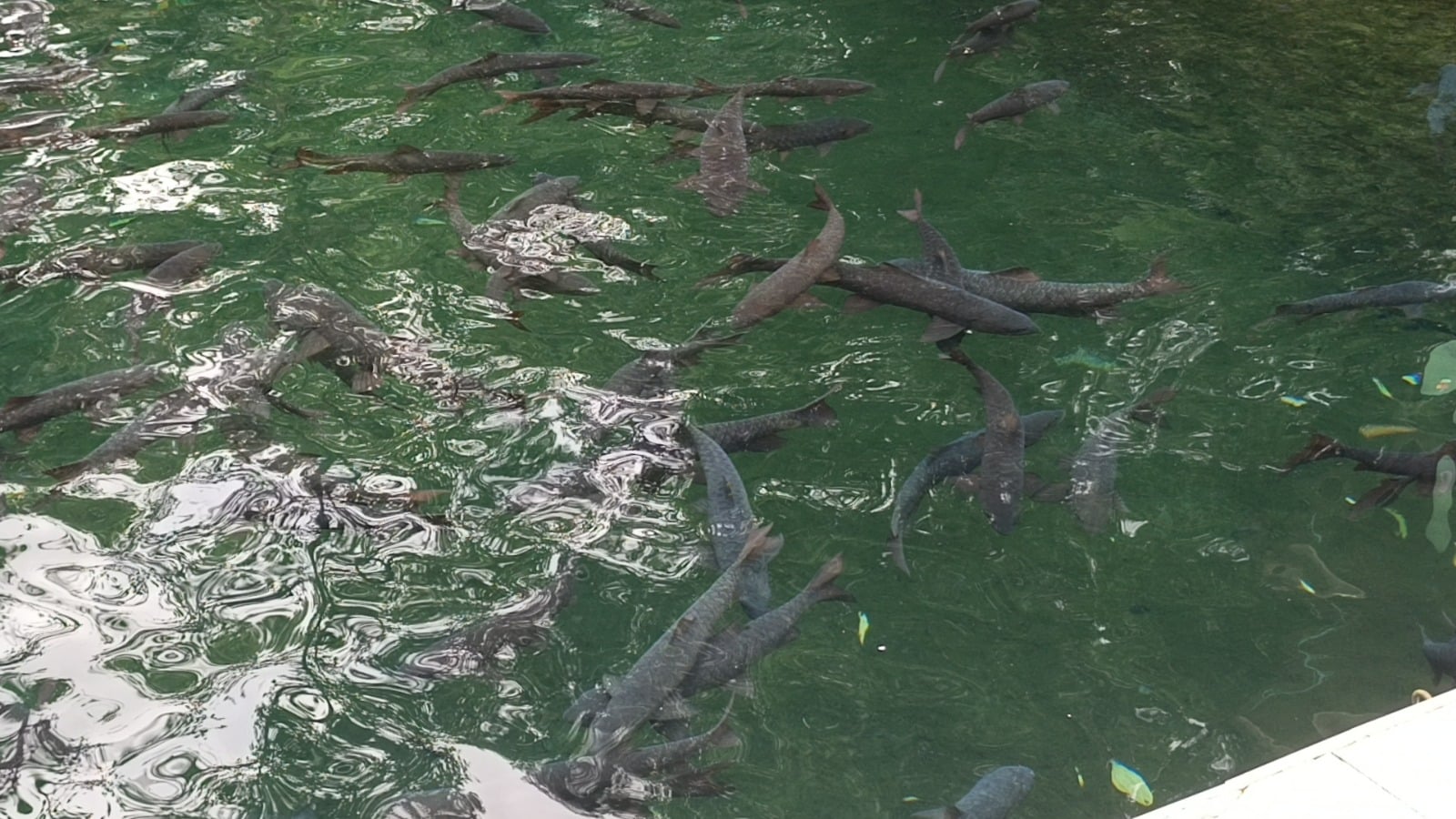 Mitos Ikan Dewa Linggarjati, Dipercaya Jelmaan Prajurit Prabu Siliwangi?