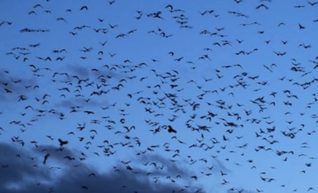 Viral! Ribuan Burung Gagak Bikin Langit Tel Aviv Jadi Gelap, Netizen: Pertanda Bencana