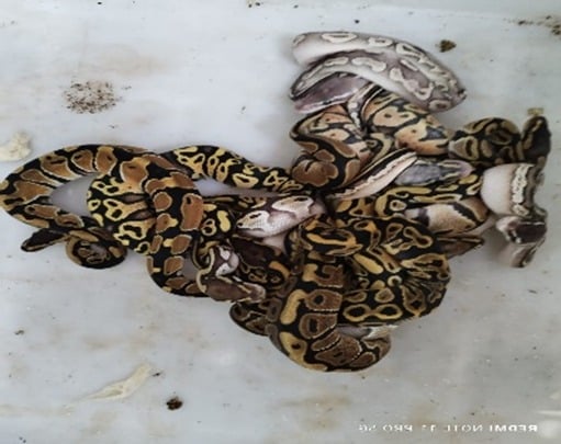 Gakkum Kemenhut Gagalkan Penyelundupan 202 Reptil Dilindungi, WN Rusia Jadi Tersangka