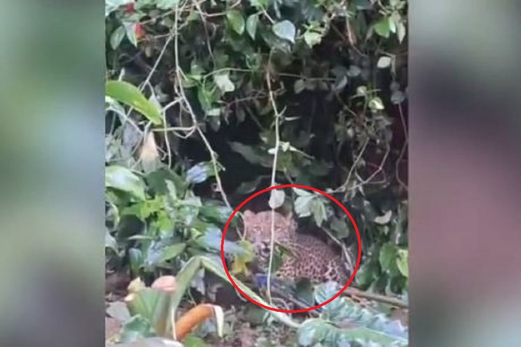 Heboh Macan Tutul Turun Gunung, Masuk Permukiman Warga di Cisarua Bogor