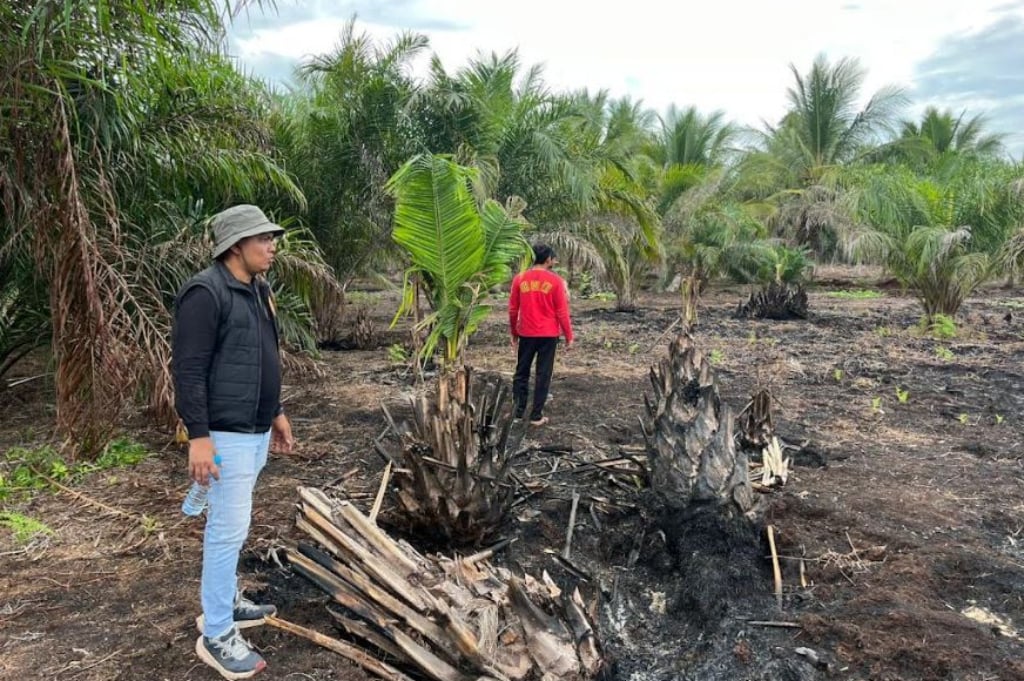 Bakar Lahan 500 Hektare, Pelaku Karhutla di Pelalawan Riau Ditangkap Polisi
