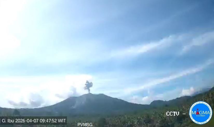 Gunung Ibu Erupsi Hari Ini, Muntahkan Kolom Abu Setinggi 500 Meter