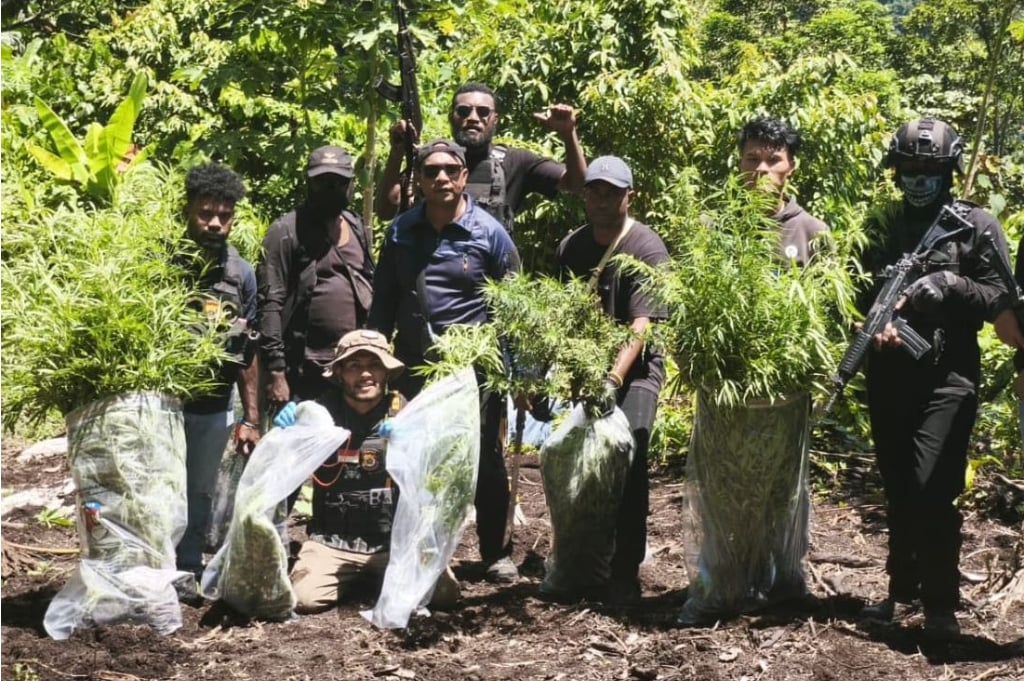 Mengejutkan! Ladang Ganja Ditemukan di Pegunungan Mamberamo Tengah