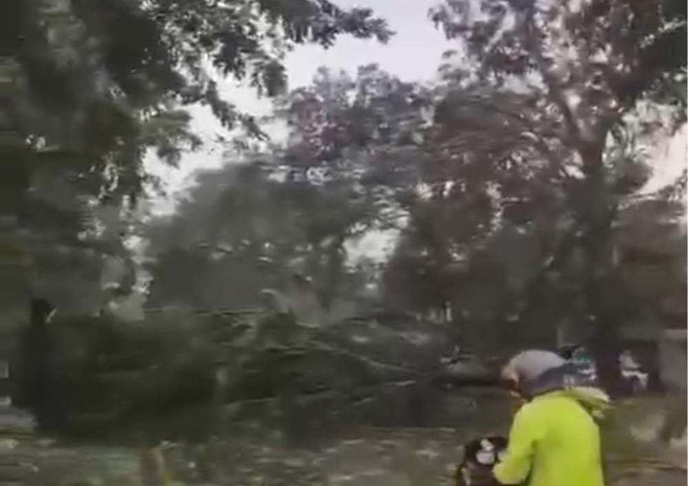 Hujan Badai Terjang Bekasi Bikin Pohon Tumbang hingga Rumah Rusak