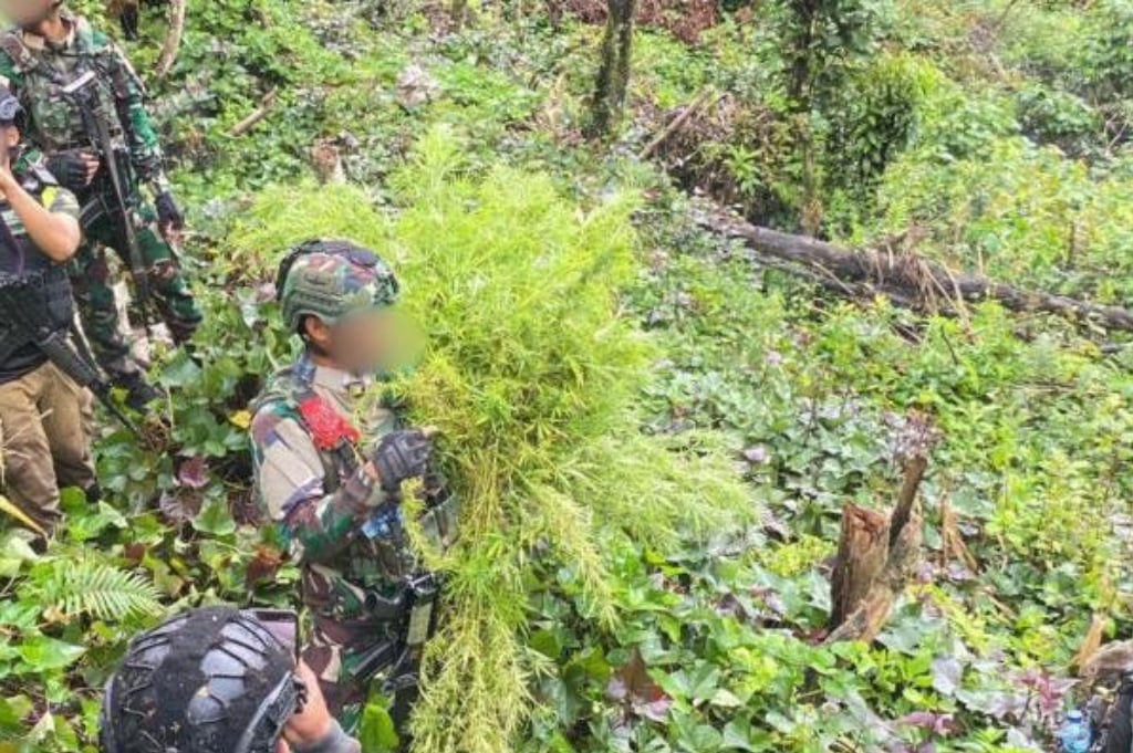Satgas Damai Cartenz Temukan Ladang Ganja di Pegunungan Bintang, 2 Orang Diamankan