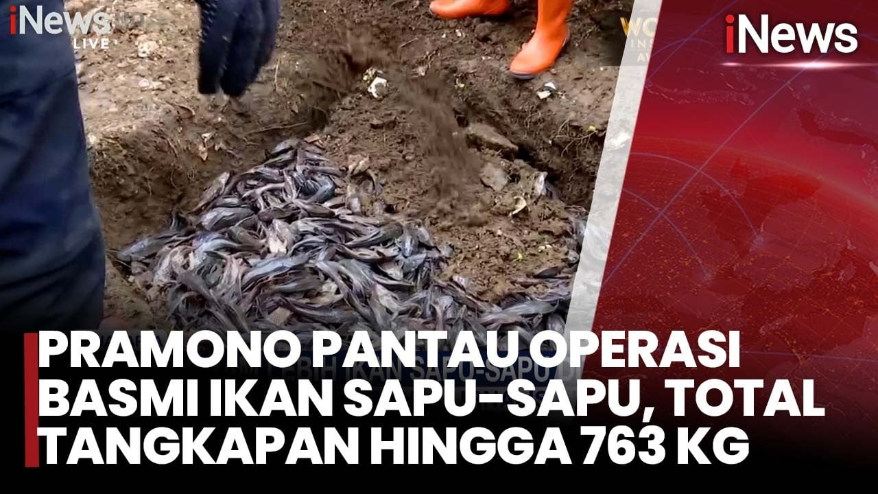 Pramono Anung Bakal Bentuk PJLP Khusus Kendalikan Populasi Ikan Sapu-sapu di Jakarta