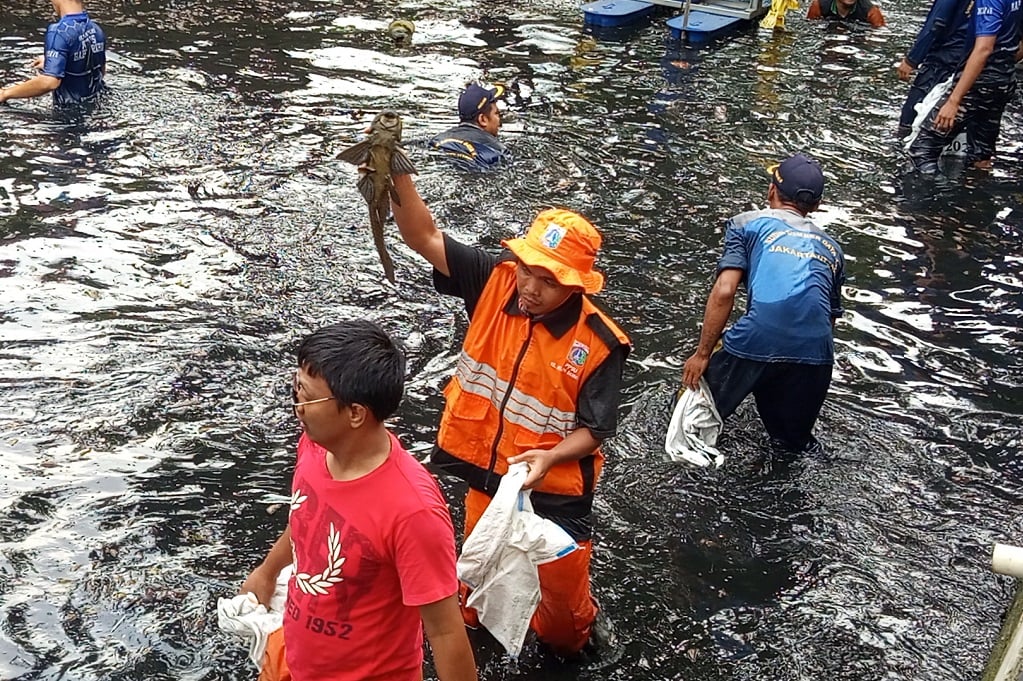 Operasi Besar-besaran, 200 Kg Ikan Sapu-Sapu Berhasil Ditangkap di Jakut