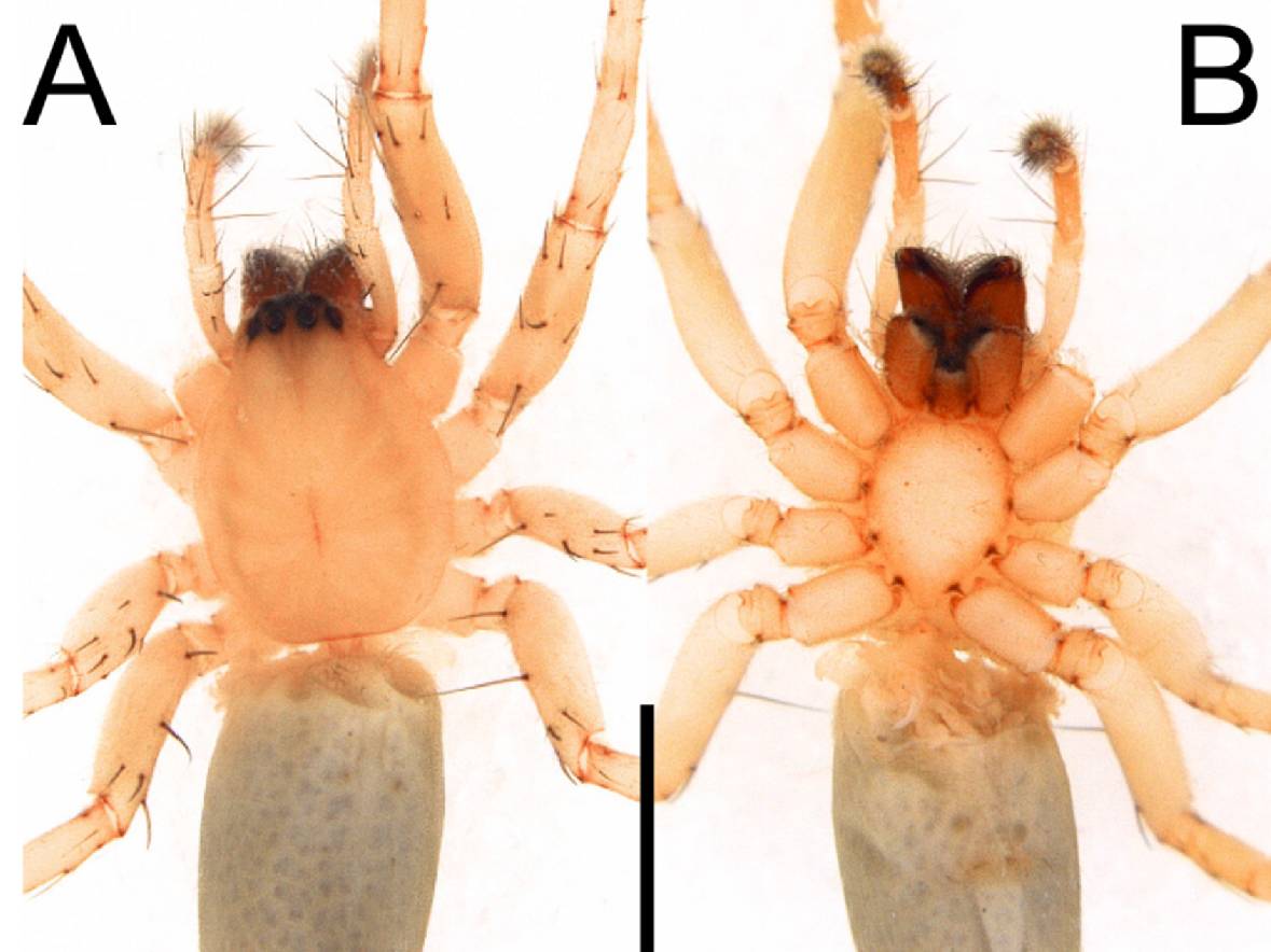 Apa Itu Rathalos inagami, Laba-Laba Hantu Pertama di Indonesia? Ini Karakternya