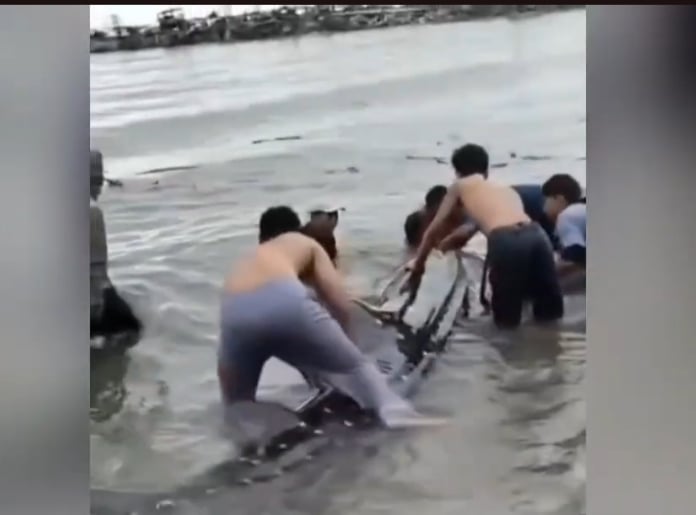 Viral Hiu Tutul Raksasa 15 Meter di Pantai Paciran Lamongan, Dievakuasi ke Laut
