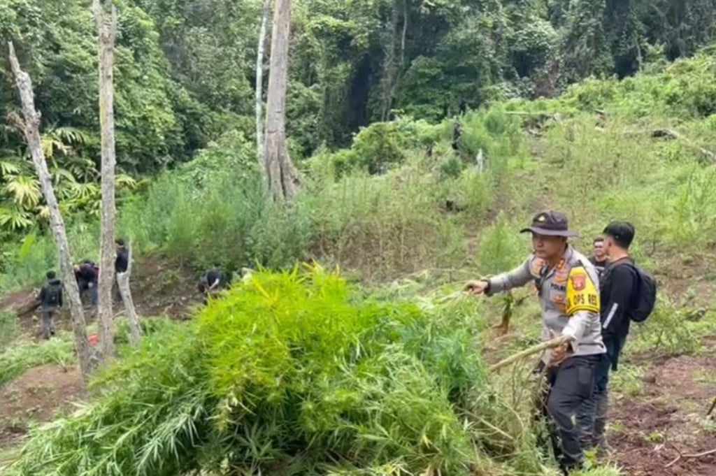 Polisi Bongkar Ladang Ganja 20 Ha di Empat Lawang Sumsel, 220 Kg Disita