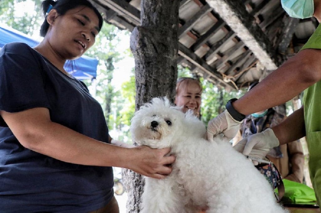 1.767 Hewan Divaksin Rabies di Jaksel: Kucing, Anjing hingga Kera