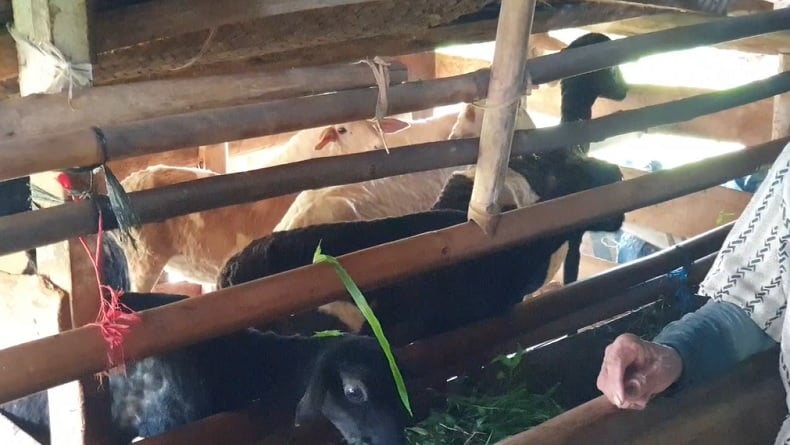 Belasan Domba Kurban Mati Misterius di Sumedang, Ditemukan Luka di Perut