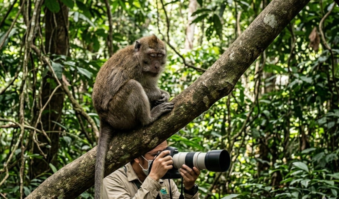 Begini Gejala Penyakit Monkey Malaria dan Cara Penularannya pada Manusia