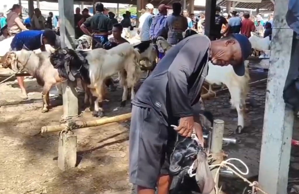 Jelang Iduladha, Kambing Kurban Ramai-Rami Bersolek ke Salon Hewan di Cilacap