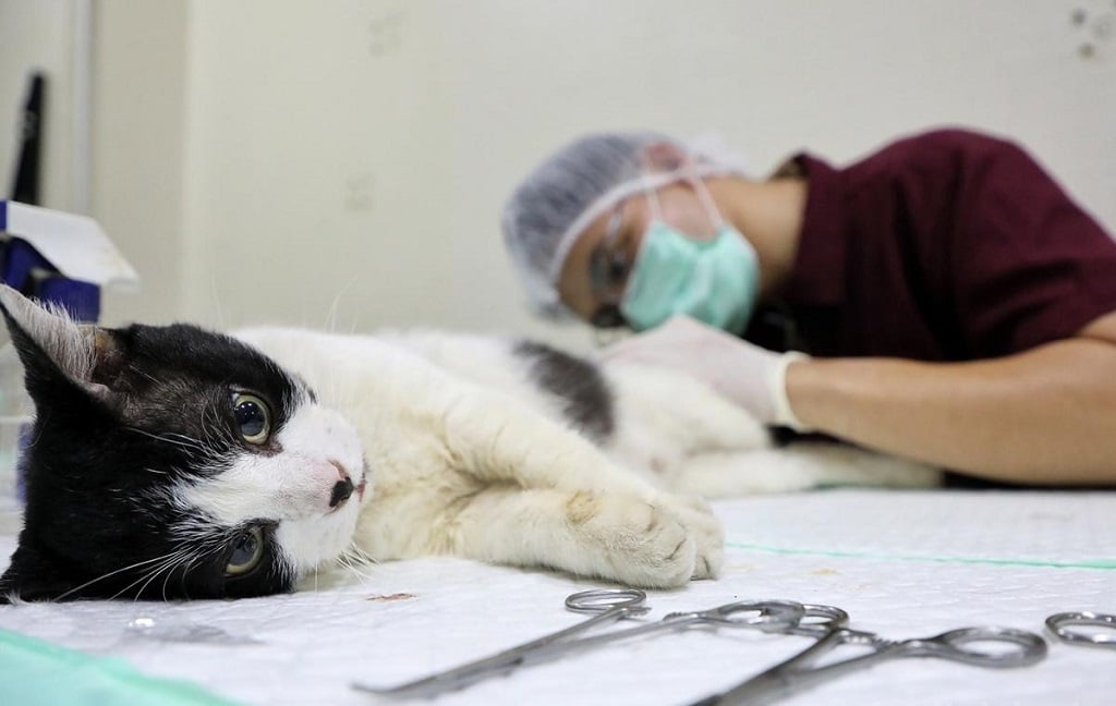 Kendalikan Populasi Kucing, Pemkot Jakbar bakal Sterilisasi Gratis 200 Ekor