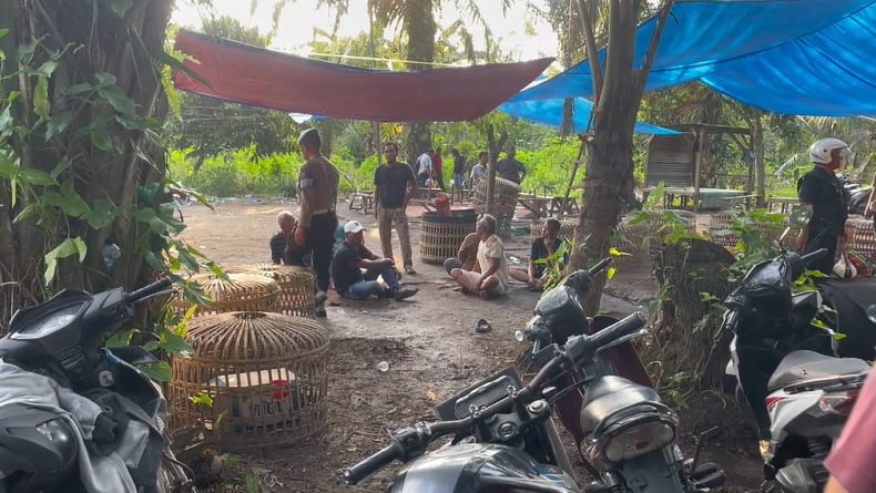 Penggerebekan Arena Sabung Ayam di Deli Serdang Diwarnai Tembakan, 17 Orang Ditangkap
