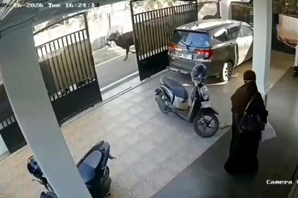 Viral Sapi Kurban Mengamuk di Banjarmasin, Pria 53 Tahun Tewas Terseret Sejauh 50 Meter