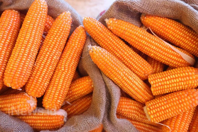 Bapanas Mulai Salurkan SPHP Jagung, Sasar 2.109 Peternak