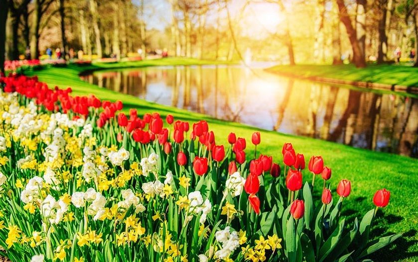 7 Taman Bunga Terindah Di Dunia Inggris Miliki Daffodils