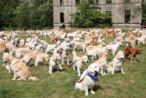 361 Golden Retriever Kumpul Di Skotlandia Rayakan Ulang Tahun Ke 150