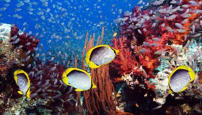 Keindahan bawah laut di Taman Nasional Bunaken. (Foto: Balai TNB-Sulut)