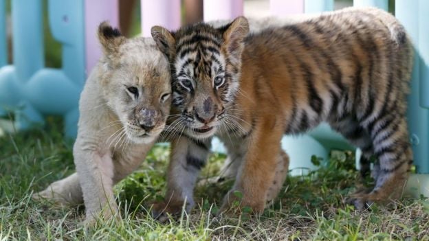 Viral Anjing Main dengan Bayi Macan  dan  Singa  di Kebun 