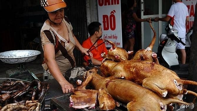 Pemerintah Vietnam Minta Warganya Stop Makan Daging Anjing Dan Kucing