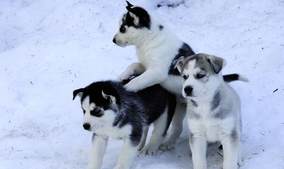 Mutasi Gen Rahasia Di Balik Mata Biru Tajam Siberian Husky