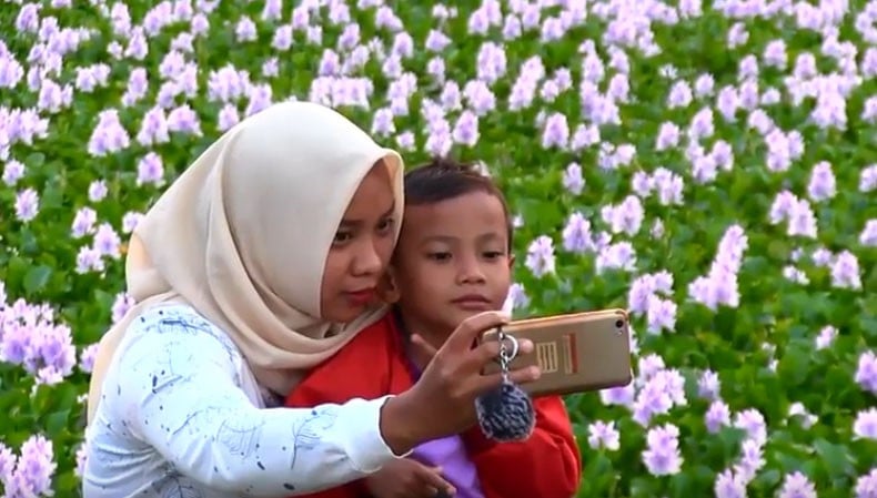 Viral Bunga Eceng  Gondok  di Cirebon Bermekaran Jadi Ajang 