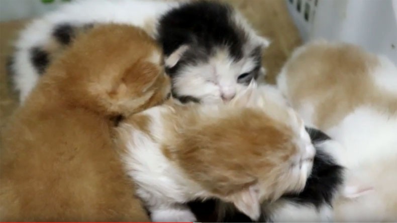 Informasi tentang Harga Kucing Persia Himalaya Anakan Trending