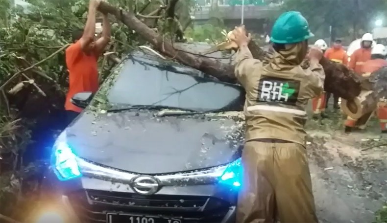 6 Mobil Timpa Pohon