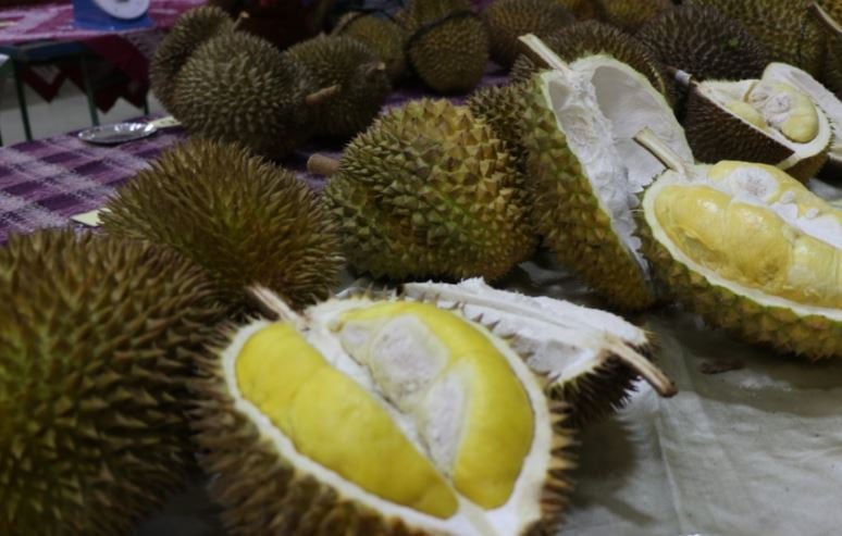 Durian Mimang Banjarnegara Durian Mimang Banjarnegara, Rabu (8/3/2020) (Foto: dok Pemprov Jateng)