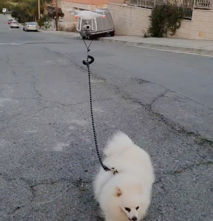 Anjing Jalan Jalan