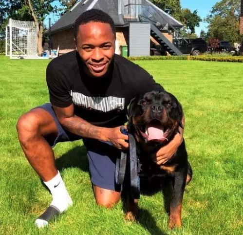 Sterling dan anjing Raheem Sterling memiliki anjing penjaga berjenis Rottweiler yang diberi nama Okan (foto: The Sun)