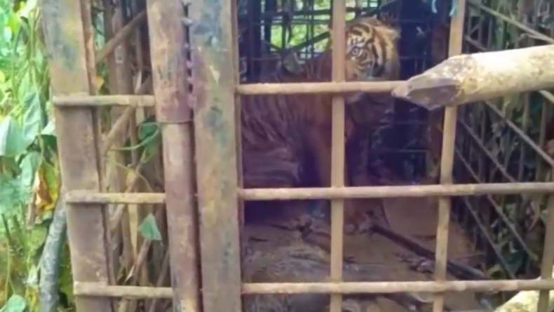 Harimau Sumatera yang masuk perangkap yang dibuat oleh Balai Konservasi Sumberdaya Alam BKSDA di Solok, Sumbar (Budi Sunandar/iNews)