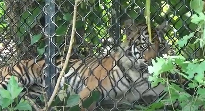 15 Harimau Sumatera2