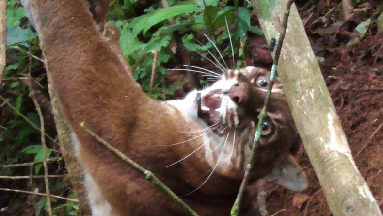 Kucing emas alias Asian Golden Cat atau Catompuma Temmicki terjerat perangkat babi di hutan Agam, Sumbar (Wahyu Sikumbang/iNews)