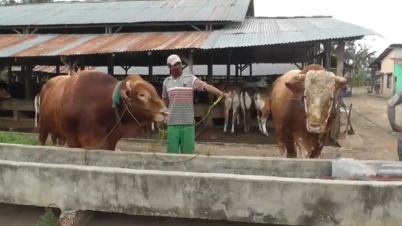 Dua sapi kandidat yang akan disumbangkan Presiden Jokowi ke warga Palembang, Sumsel (Bambang Irawan/iNews)