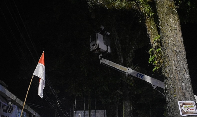 Sarang Tawon di Bukittinggi-2 Petugas PMI mengevakuasi sarang tawon di pohon yang meresahkan warga. (iNews.id/Wahyu Sikumbang)