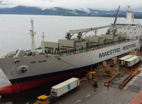 kapal ice rose Kapal kontainer Ice Rose (Foto: Maestro Shipping)
