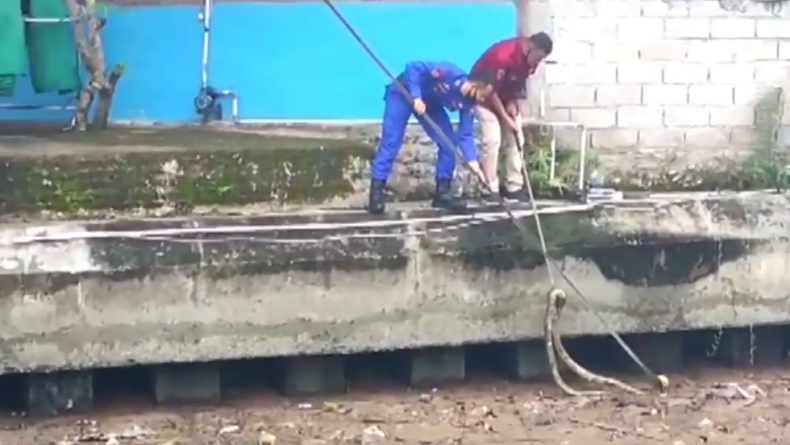Ular piton Petugas Ditpolairud Polda Sumbar evakuasi ular piton sepanjang 3,5 meter (Budi Sunandar/iNews)