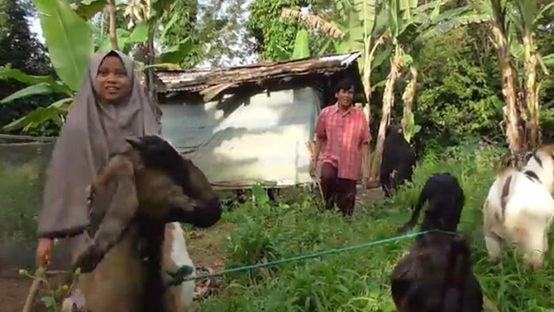 Samara (11) yang menjual tiga kambingnya Samara (11), menunjukkan tiga kambing peliharaannya yang akan dijual dan hasilnya disumbangkan untuk membantu korban kebakaran Gedung Asrama Madrasah Tarbiyah Islamiyah (MTI) Kapau di Kabupaten Agam, Selasa (29/9/2020). (Foto: iNews/Wahyu Sikumbang)