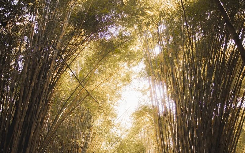 Hutan Bambu Keputih (Foto: IG@yanzha_william)