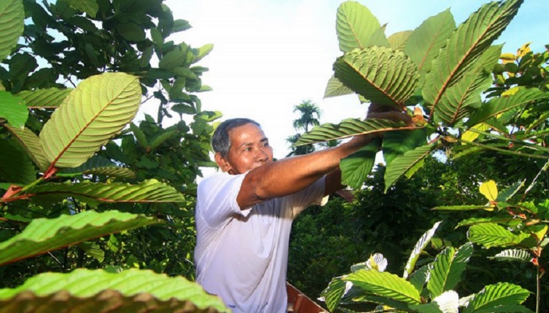 Tanaman Kratom Petani tanaman kratom di Kapuas Hulu, Kalimantan Barat. (Antara)