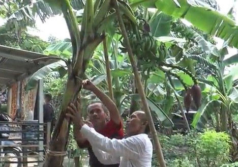 23 Pisang Unik1