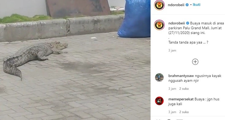 27 Buayaa2
