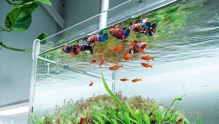Pelihara Ikan Cupang Siapkan 10 Peralatan Ini